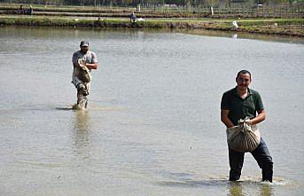Sinop'ta çeltik ekimine başlandı
