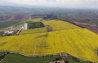 Tarlaları sarıya boyayan kanola yetiştiriciliği Samsun'da yaygınlaşıyor