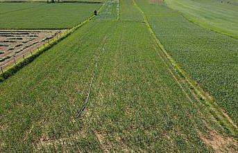 Taşköprü sarımsağında üreticiler kuraklık endişesi yaşıyor