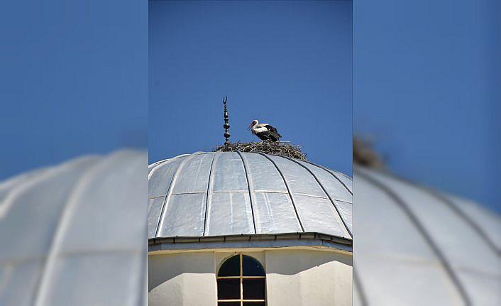 Tokat'ta 27 yıldır aynı caminin kubbesine yuva yapan leylekler ilçenin maskotu oldu