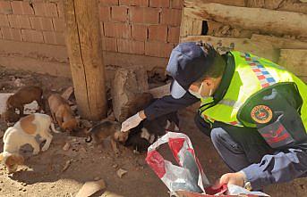 Tokat'ta jandarma ekipleri sokak hayvanlarını besledi