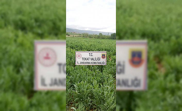 Tokat'ta kaçak ekilen 610 bin kök haşhaş imha edildi