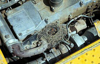 Tokat'ta kuşun yumurtladığı iş makinesi yavrular buradan ayrılıncaya kadar kullanılmayacak