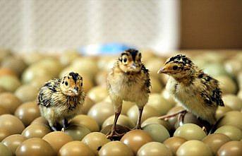 Yaban hayatını geliştirmek için doğaya salınacak sülünler yumurtadan çıkmaya başladı