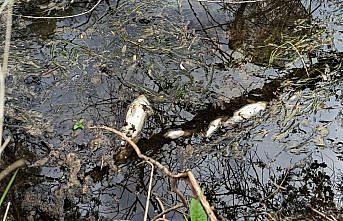 Yeşilyurt'un Çekerek Irmağı'nda balık ölümleri