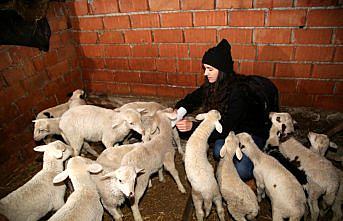 Yüksek lisans öğrencisi Hacer uzaktan eğitim sürecinde köyünde koyun otlatıyor