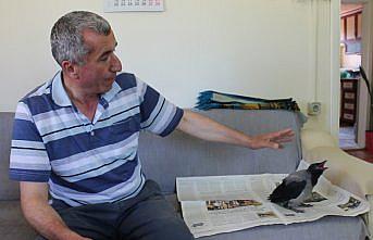 Yuvasından düşen karga yavrusuna evlerinde özenle bakıyorlar
