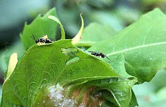 Zonguldak'ta gal arısına karşı mücadele edecek böcekler doğaya bırakıldı