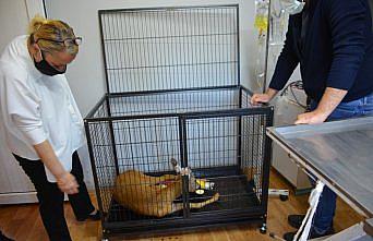 Zonguldak'ta otomobilin çarptığı karaca tedaviye alındı