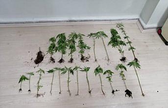 Amasya'da evinde Hint keneviri yetiştiren  şüpheli yakalandı