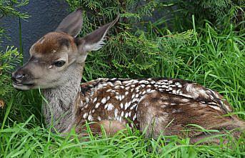 Bolu'da bitkin halde bulunan geyik yavrusu biberonla beslendi