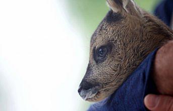 Bolu'da bulunan yavru karaca 