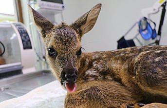 Bolu'da çakalların saldırısı sonucu yaralanan karaca yavrusu tedavi edildi