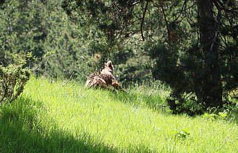 Bolu'da doğa gezisine çıkan genç, ayı yavrusuyla karşılaştı