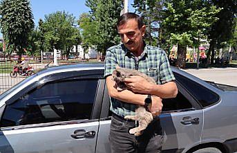 Bolu'da sattıkları aracın motor bölümüne giren kedi yavrusunu Düzce'de teslim aldılar
