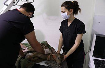 Bolu'da yaralı bulunan geyik yavrusu koruma altına alındı