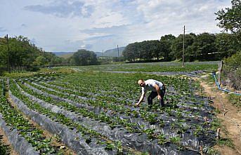 Boyabat ilçesinde çilek hasadı etkinliği düzenlendi
