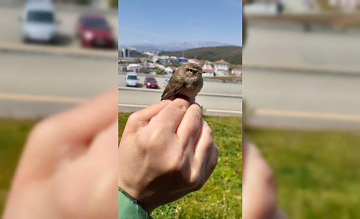 Düzce Üniversitesi 23 türde 81 kuşu halkalayarak incelemeye aldı