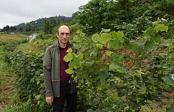 Fındıkta sulama sistemleriyle verim ve kalite artıyor