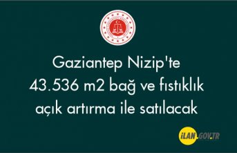 Gaziantep Nizip'te 43.536 m² bağ ve fıstıklık açık artırma ile satılacak