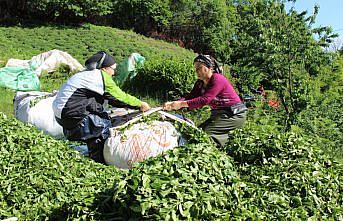 Giresun'da çay hasat şenliği gerçekleştirildi