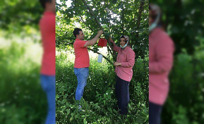 Giresun'da fındıkta 