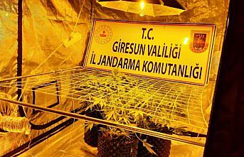 Giresun'da kamu arazisinde kenevir yetiştiren 2 kişi gözaltına alındı