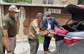 Kastamonu'da evin bahçesinde bulunan yaralı doğan korumaya alındı