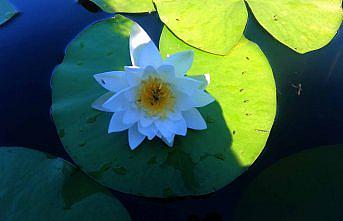 Kızılırmak Deltası'nda açan nilüferler görsel şölen sunuyor