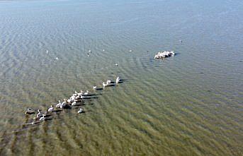 Ladik Gölü pelikanların gelmesiyle şenlendi