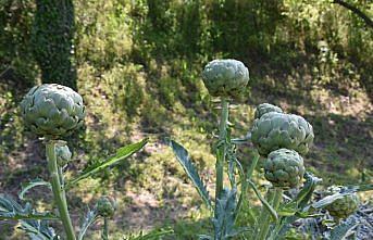 Ordu'da denemesi yapılan enginarın üretimine başlandı