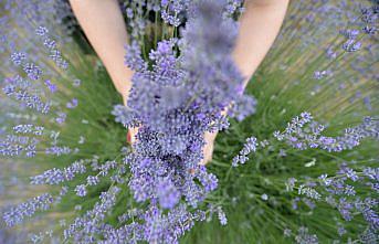 Safranbolu'da çiçek açan lavanta tarlaları göz kamaştırıyor