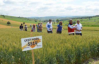 Samsun İl Tarım ve Orman Müdürü Sağlam deneme alanında inceleme yaptı