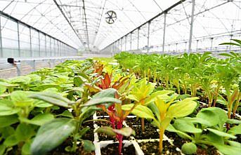 Samsun'da çiçek yetiştirilen sera, çöpten üretilen elektrikle ısıtılıyor