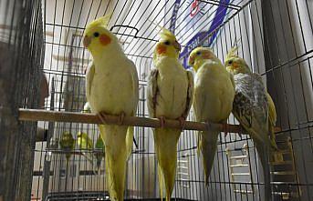 Samsun'da kuş hırsızlığı şüphelisi yakalandı