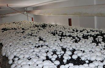 Samsun'da mantar üretimi bir ailenin gelir kaynağı oldu