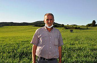 Siyez buğdayında yüksek rekolte beklentisi
