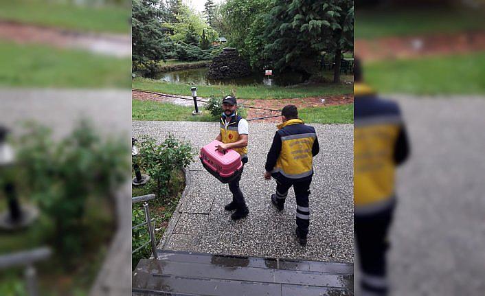 Soğuktan etkilenen kedi yavrusunun ısıtıcıyla ısıtılması kameralara yansıdı