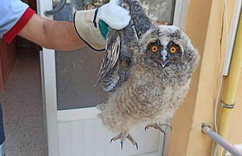 Tokat'ta apartman boşluğuna düşen baykuş yavrusunu itfaiye kurtardı