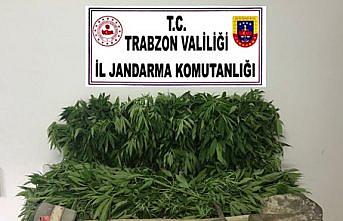 Trabzon'da 474 kök Hint keneviri ele geçirildi