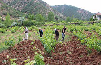 Yaprağı meyvesinden pahalı olan Tosya'ya özgü 
