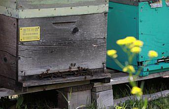Zengin bitki örtüsüne sahip Anzer Yaylası'nda arıcıların bal mesaisi başladı