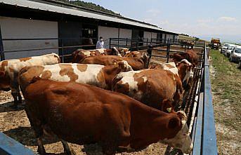 Bolu'da hayvan hastalıklarından temiz olduğunu ispatlayan süt üretim tesisine arilik sertifikası verildi
