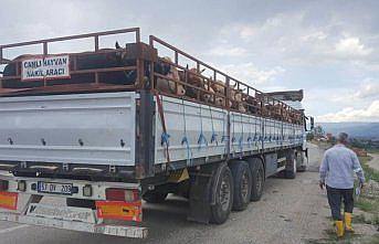 Boyabat ilçesinden kurbanlıkların sevkiyatı başladı