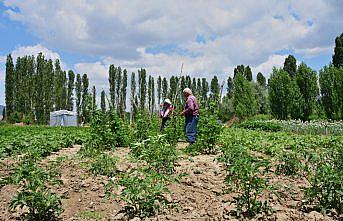 Emekli olup döndüğü köyünde organik tarıma başladı