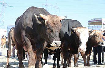 Havza'da canlı hayvan pazarında Kurban Bayramı hareketliliği yaşanıyor