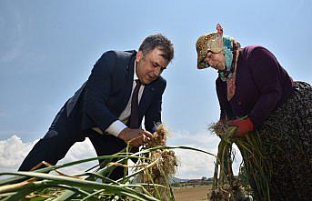 Kastamonu'da Taşköprü sarımsağının hasadına başlandı