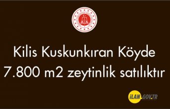 Kilis Kuskunkıran Köyde 7.800 m2 zeytinlik satılıktır
