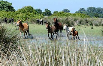 Kızılırmak Deltası'ndaki yılkı atları ziyaretçilerin ilgisini çekiyor