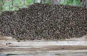 Oğul yapan arılarını kaçmadan yakaladı